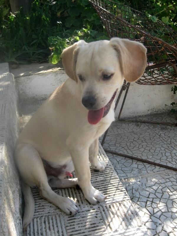Manny