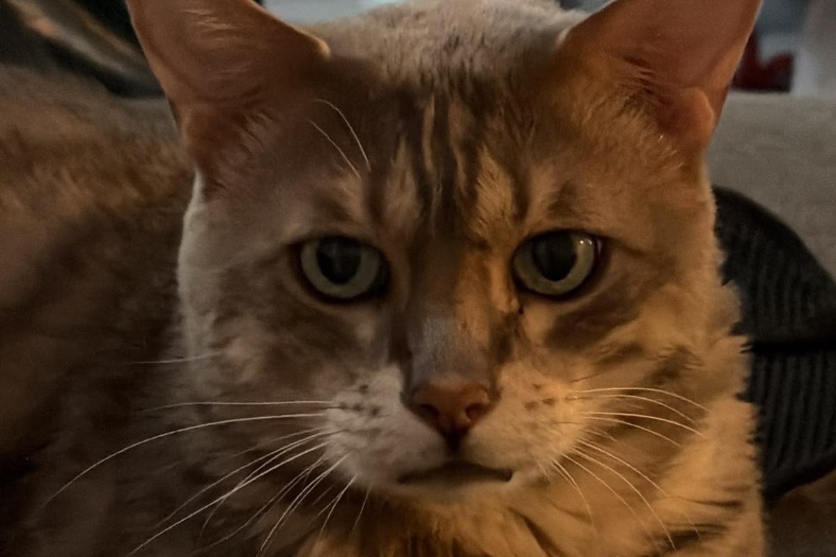 Buddha/Skye