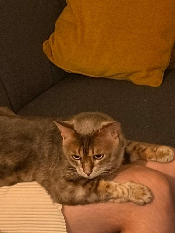 Buddha/Skye