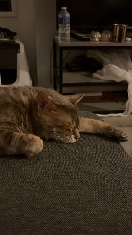 Buddha/Skye