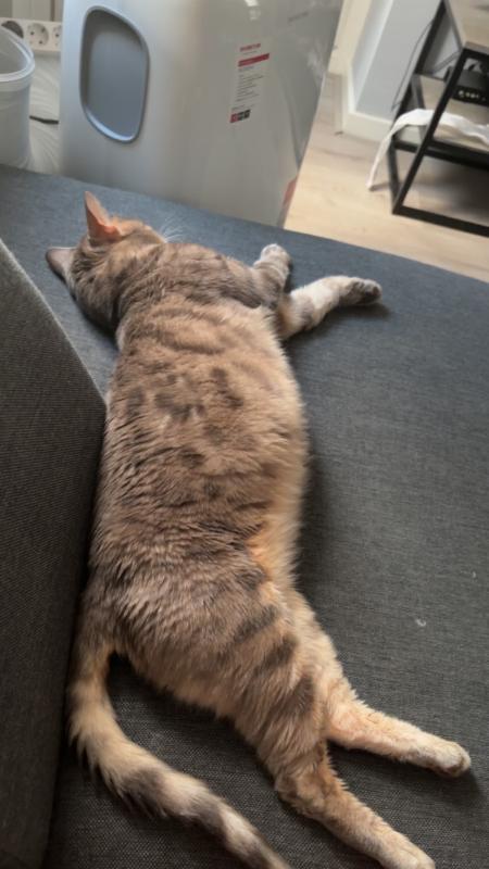 Buddha/Skye