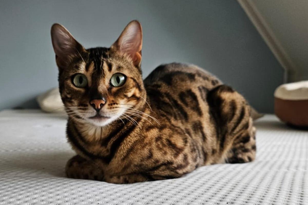 Lila