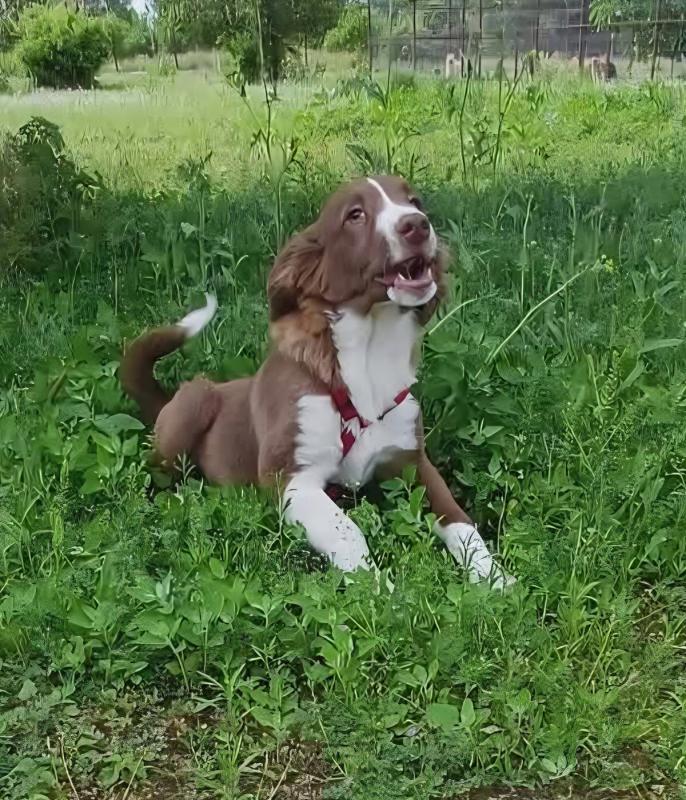 Jasper