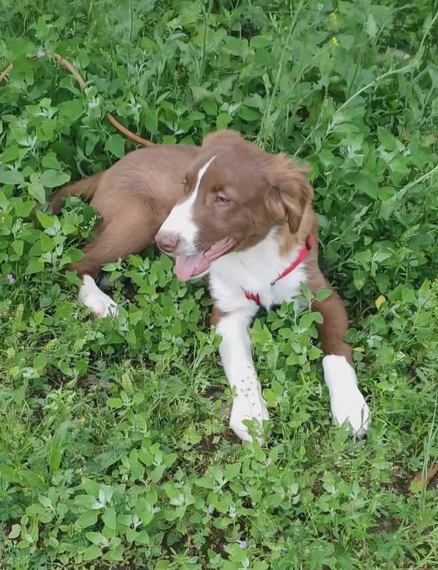 Jasper