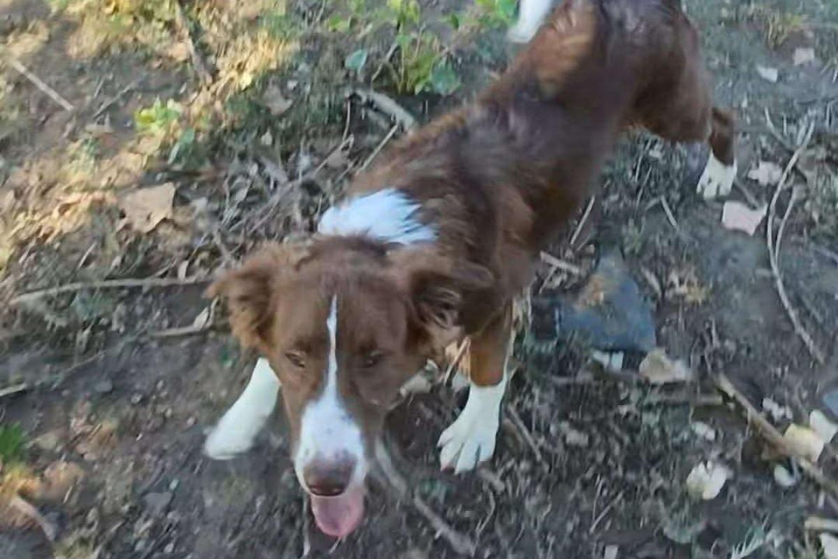 Jasper