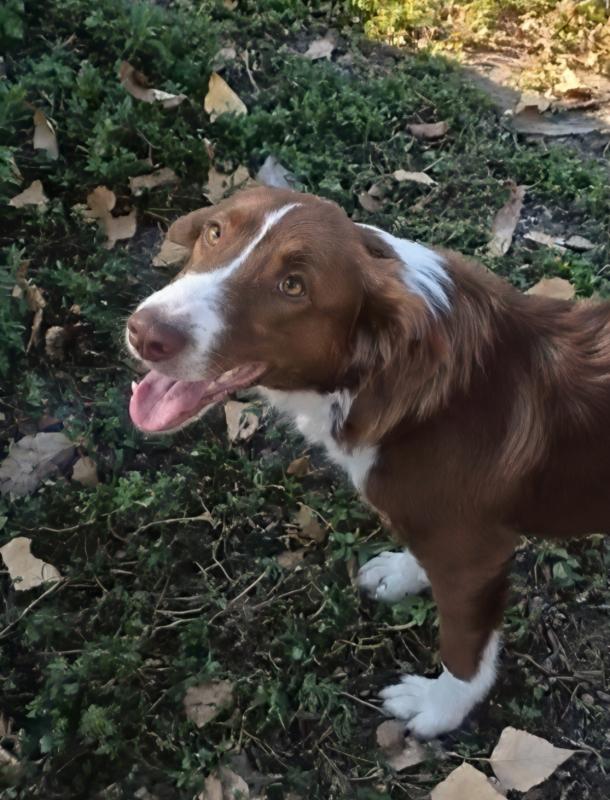 Jasper