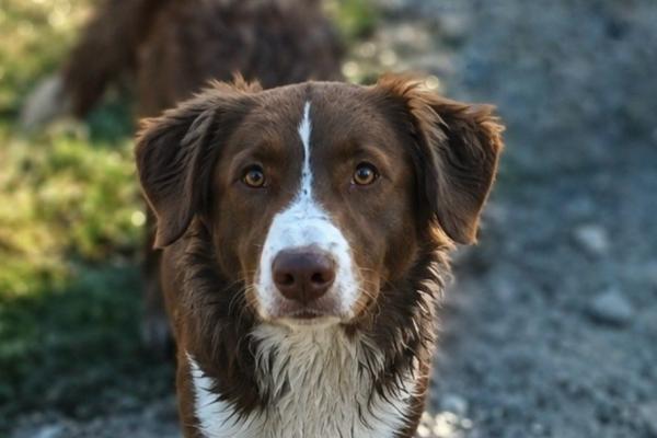 Jasper