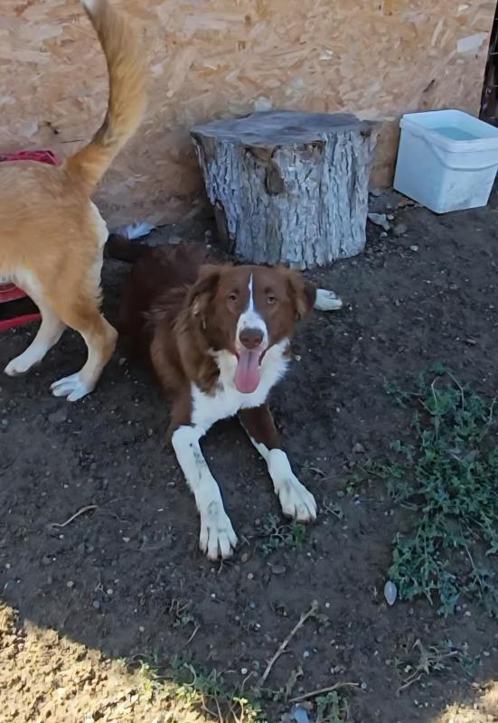 Jasper