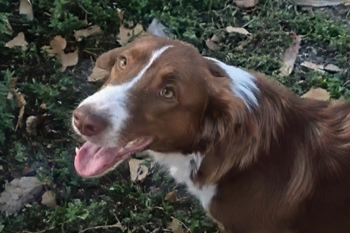 Jasper