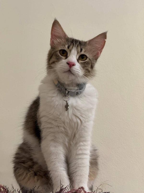 Mika