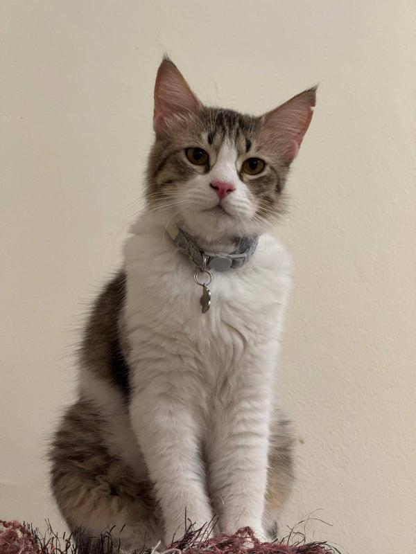 Mika