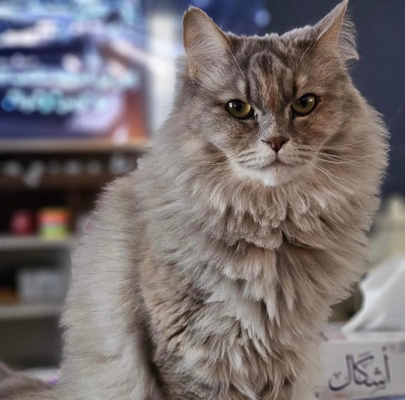 Lala