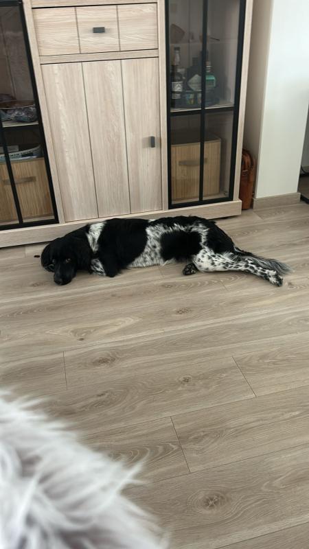 Stella