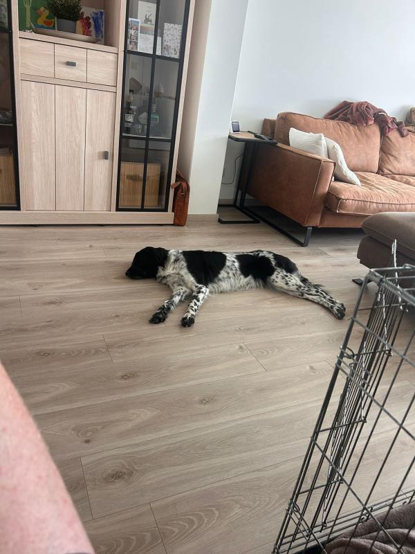 Stella