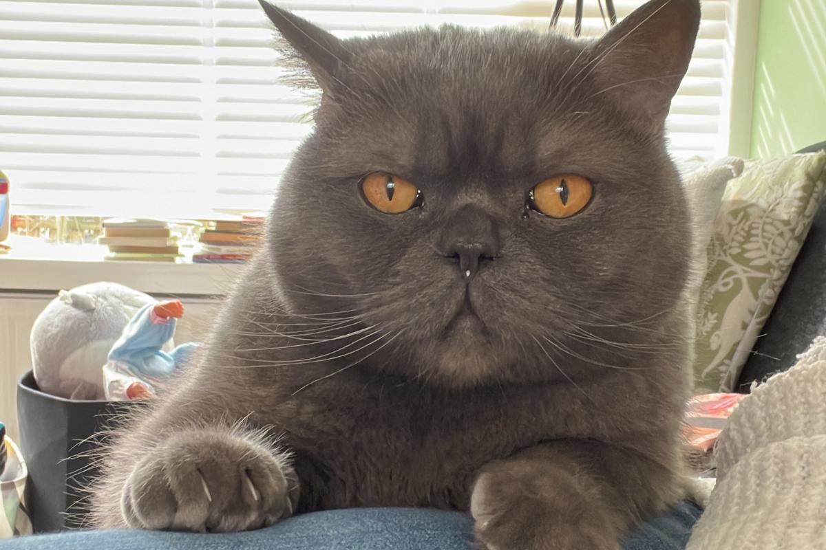 Milo