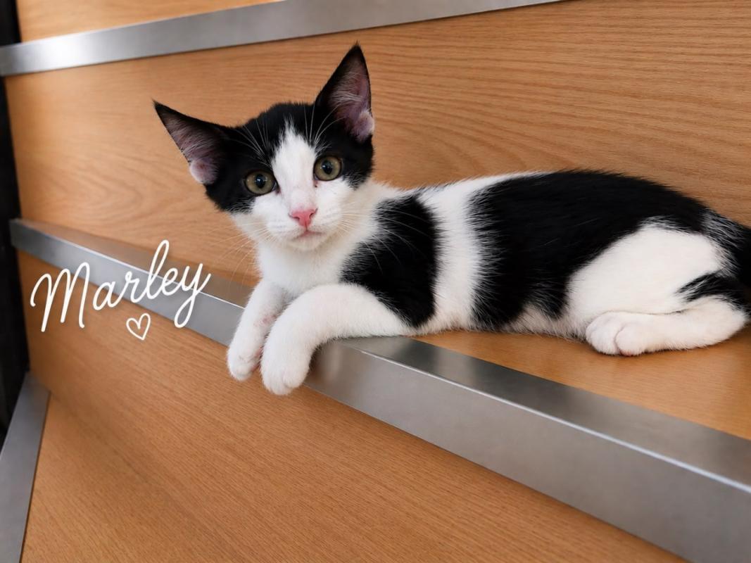 Marley