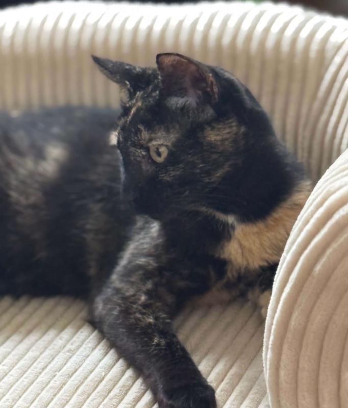 Penelope