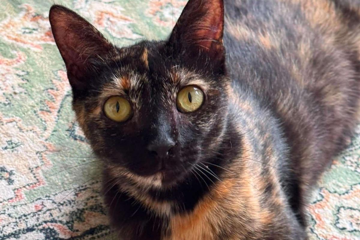 Penelope