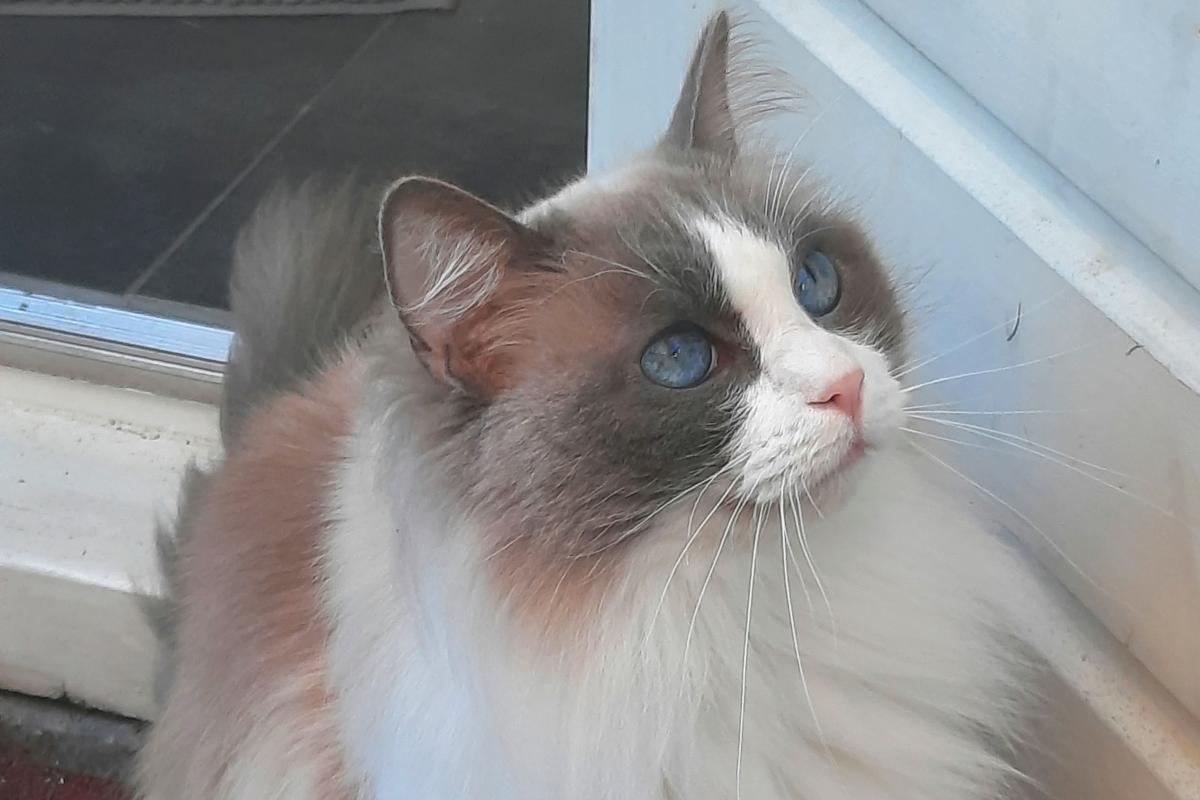 Polly