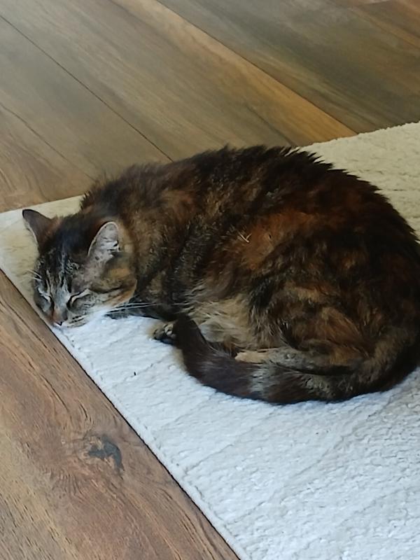 Bibi