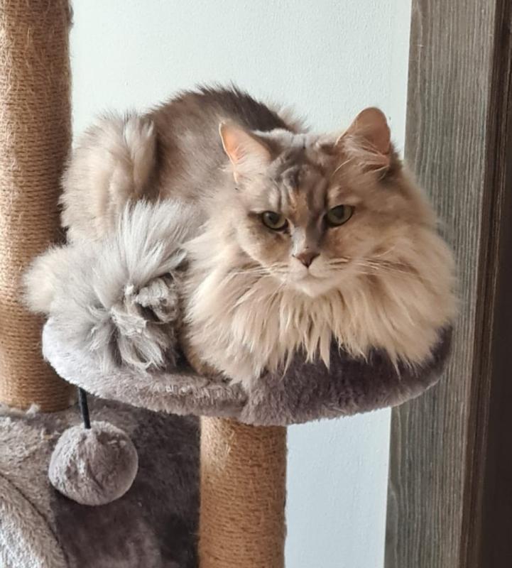 Lala