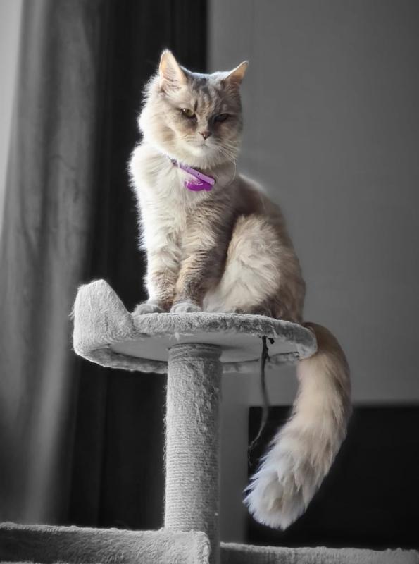 Lala