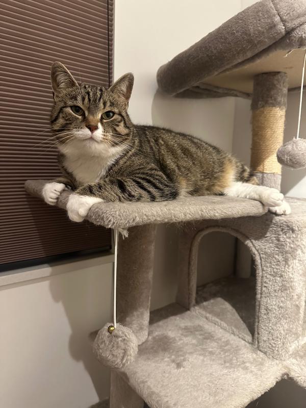 Bibi