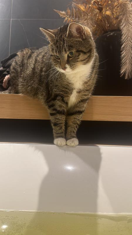 Bibi