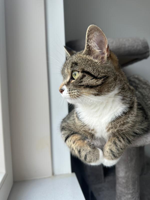 Bibi
