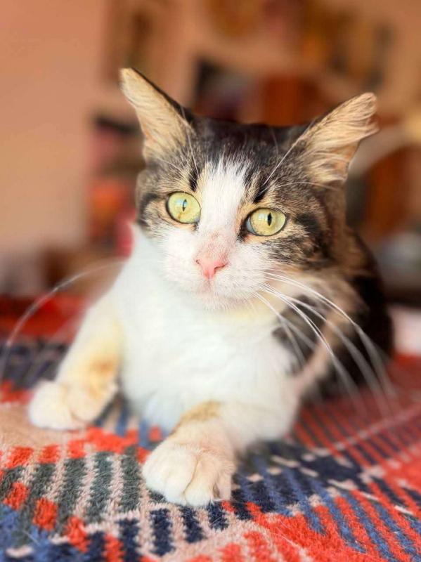 Pepita