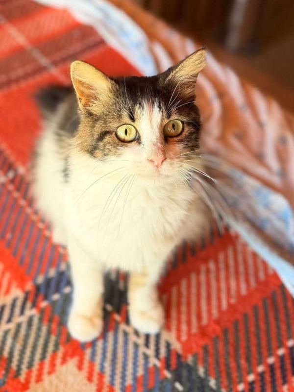 Pepita