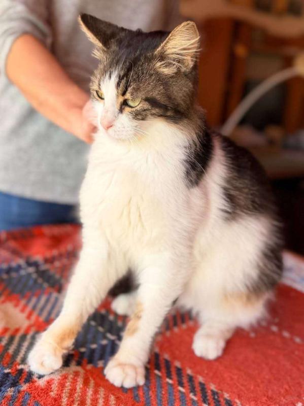 Pepita