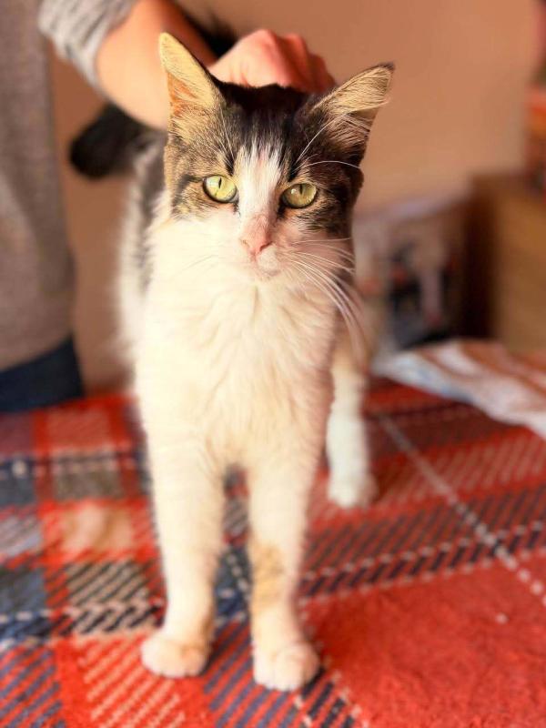 Pepita