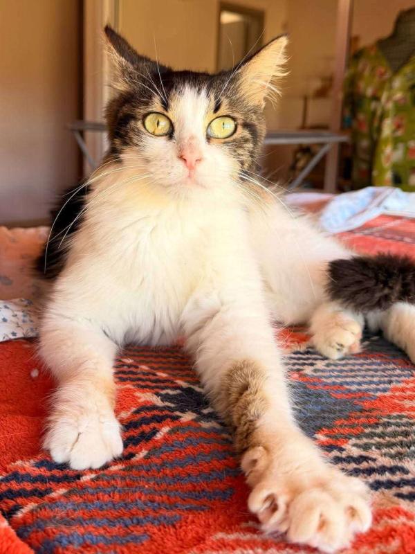 Pepita
