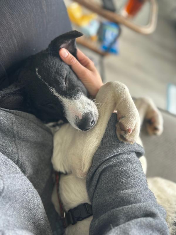 Dobby