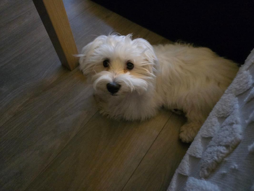 Mylo