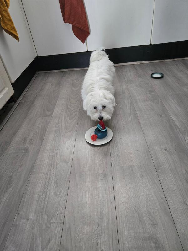 Mylo