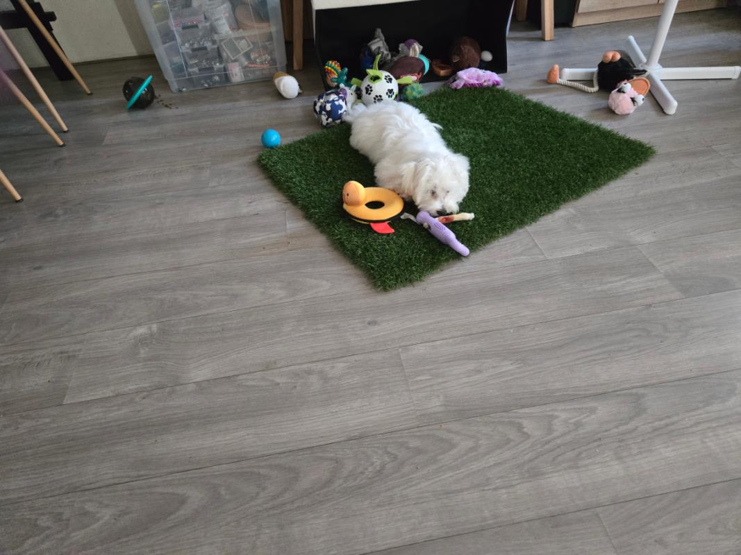 Mylo