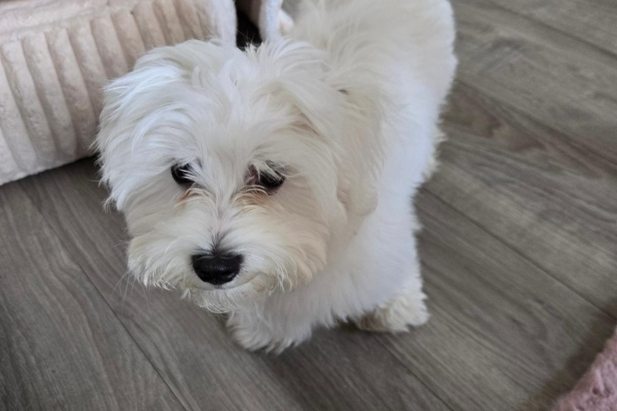 Mylo