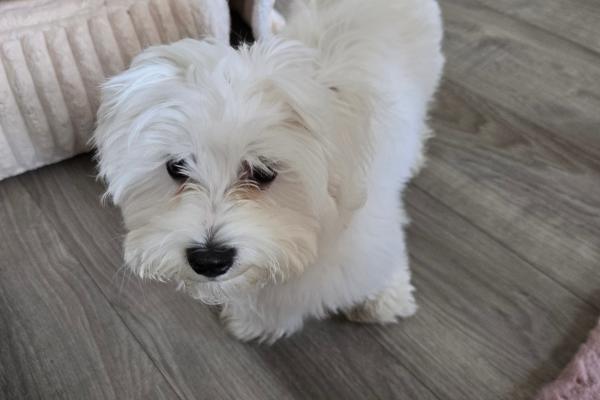 Mylo