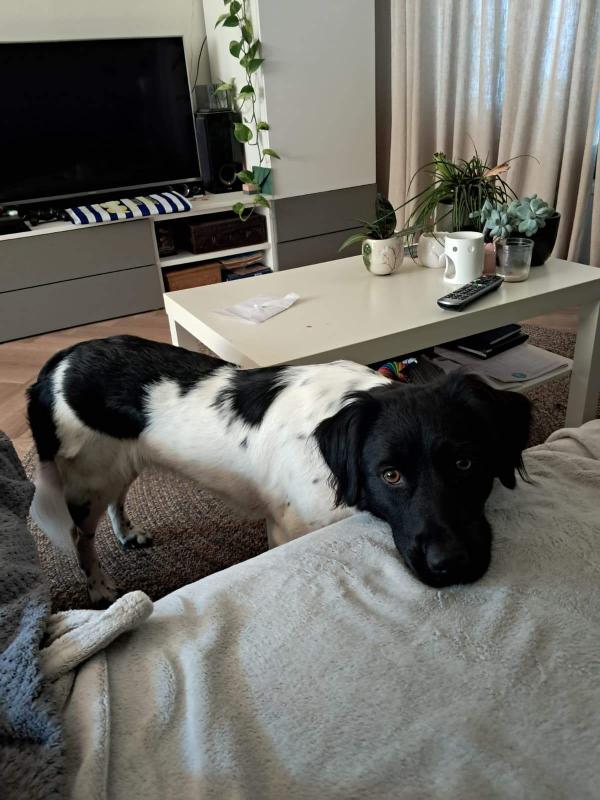 Ayla