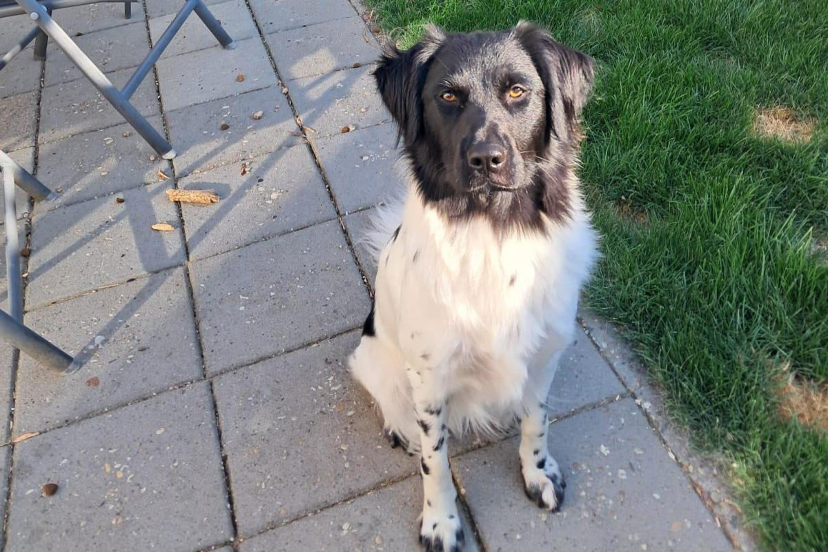 Ayla