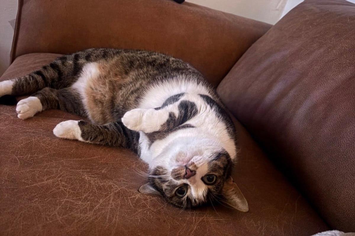 Mimi