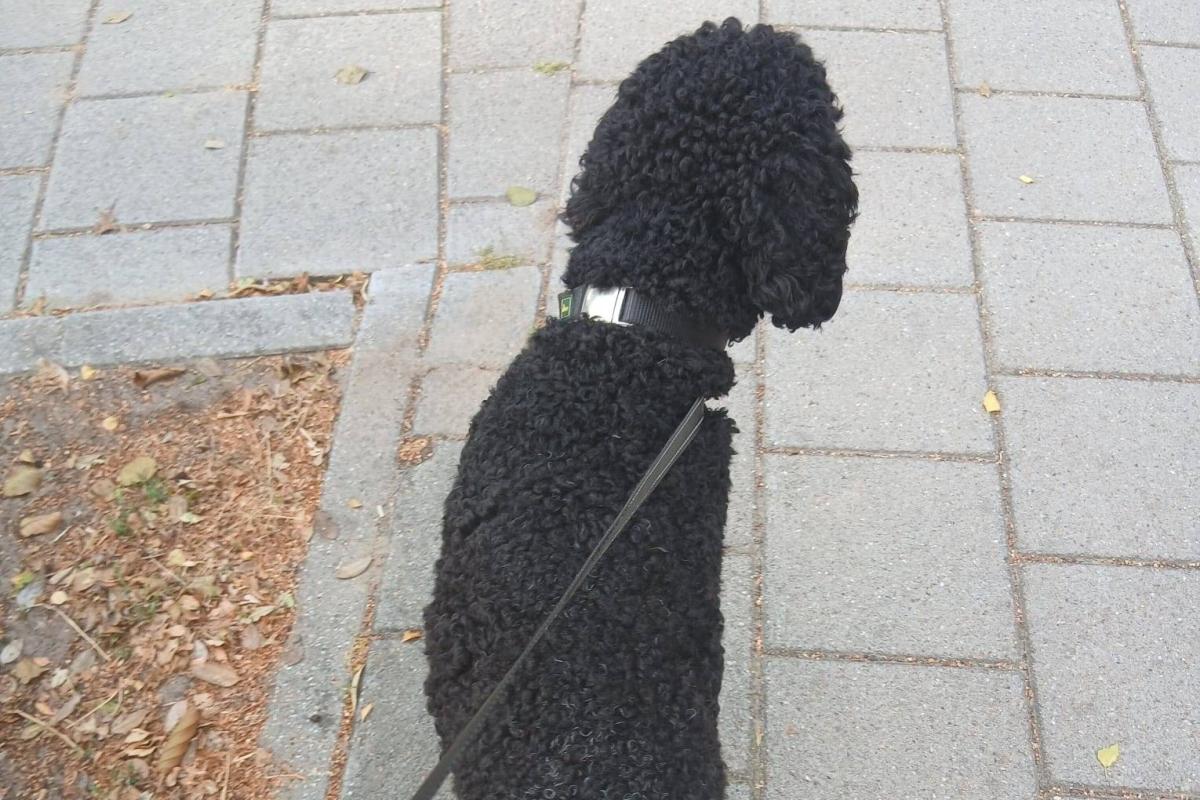 Dex