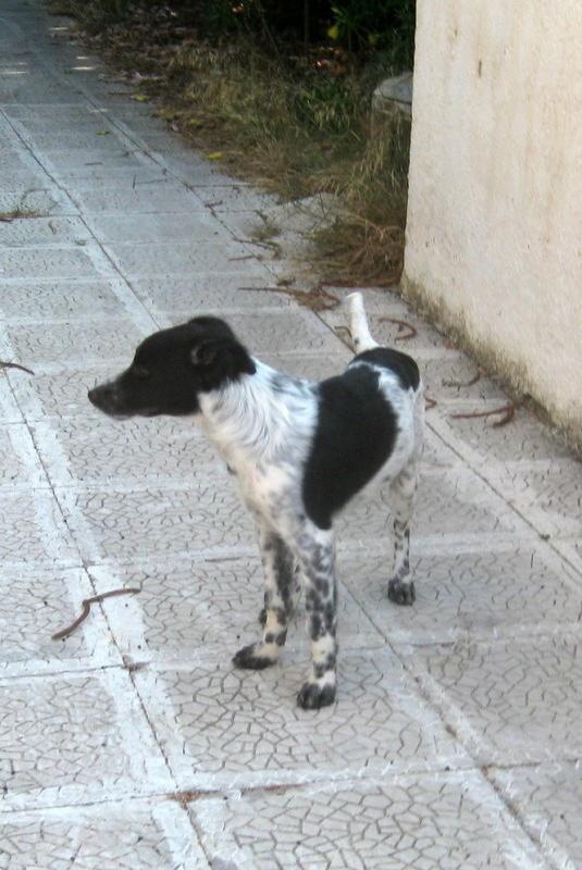 Luka
