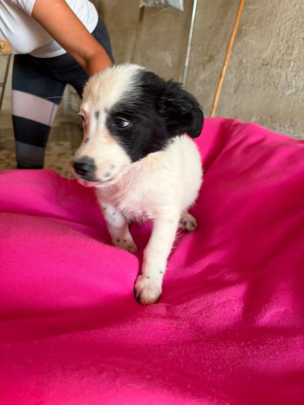 Meave