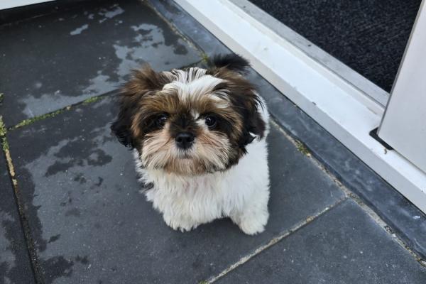 Nova