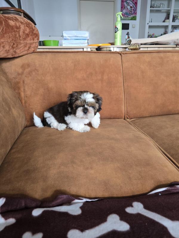 Nova