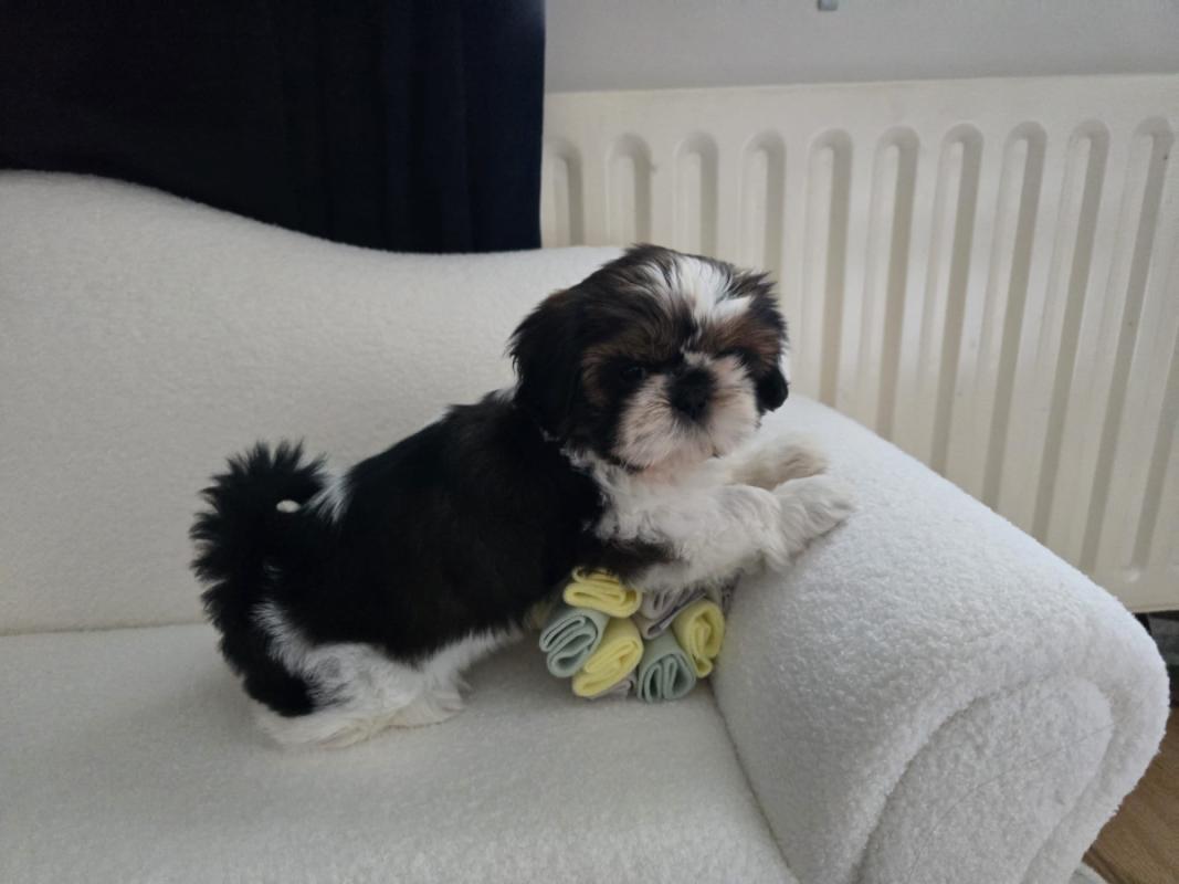 Nova