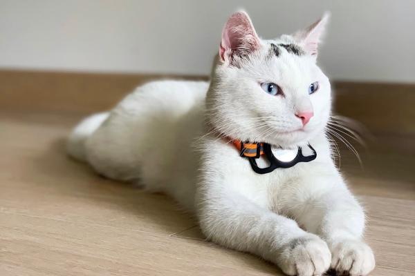 Pamuk